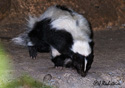 Mephitis mephitis